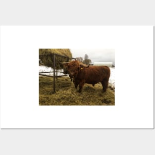 Scottish Highland Cattle Bull 2163 Posters and Art